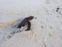 Baby turtle is runing to the sea