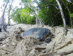 Green turtle laying the eggs