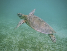 Green turtle in the sea