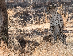 Cheetah in the shade with her kittens