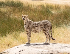 Female cheetah is looking for her babies