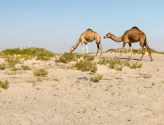 Camels in Desert