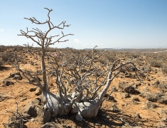 Desert Rose (Adenium obesum)