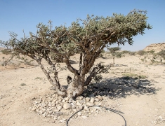 Boswellia plantation