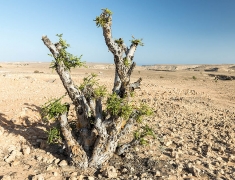 Boswellia in the desert