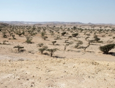 Wadi Dawkah - Plantation boswellia