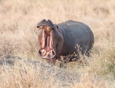 The size of the hippo´s mouth is incredible