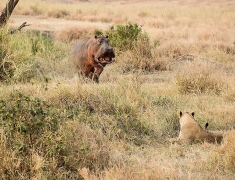 Hippo intimidating group of lions