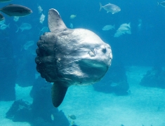 Lisabonské Oceonárium