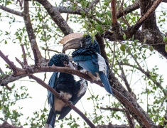 Hornbills on the tree