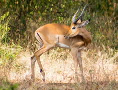 Antelope