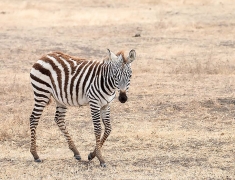 Young zebra