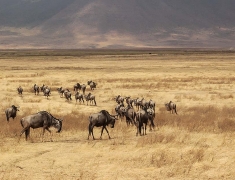 Wandering herd of wildebeest