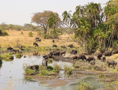 Herd of buffalo in the lake