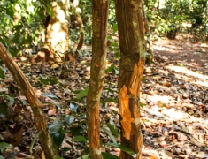 IMG_6386upaarava