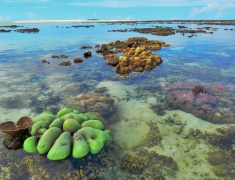 Coral garden at the low tide