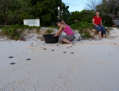 Draining the young turtles into the sea