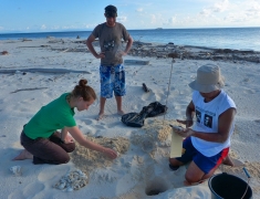 Counting turtle eggs