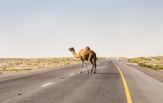 Velbloud přechází silnici v Ománu