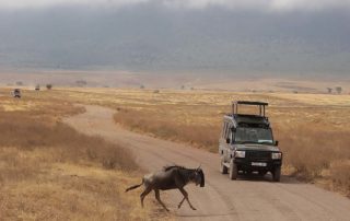 Safari in Ngorongoro crater