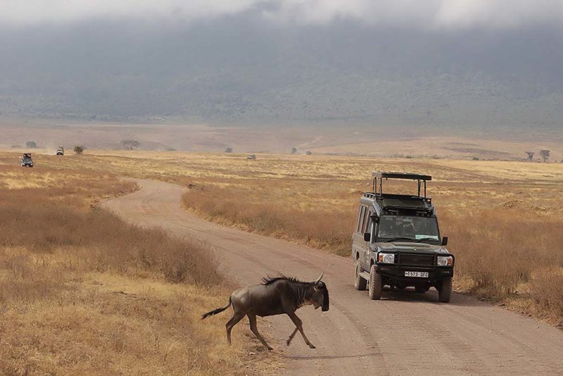 Travel Guide To Tanzania And How To Enjoy Safari E T Abroad