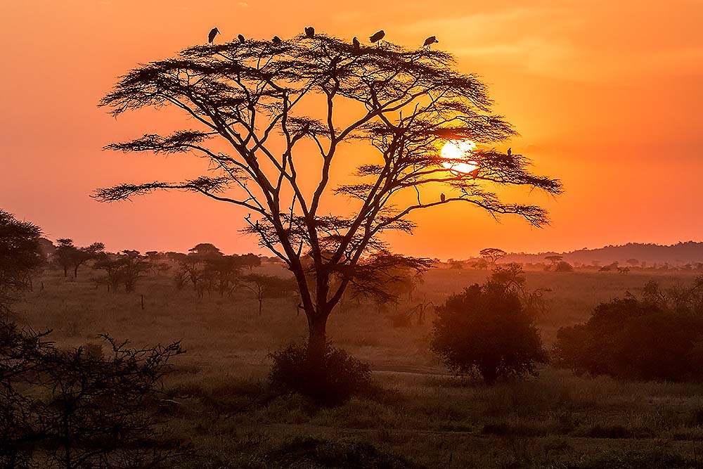 Serengeti national park sunset