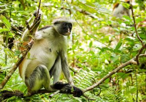 Monkeys in the Jozani Forest national park