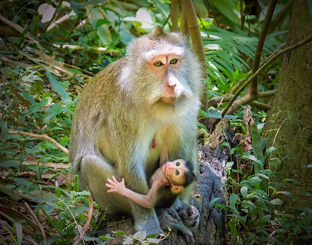 Female macaque with baby