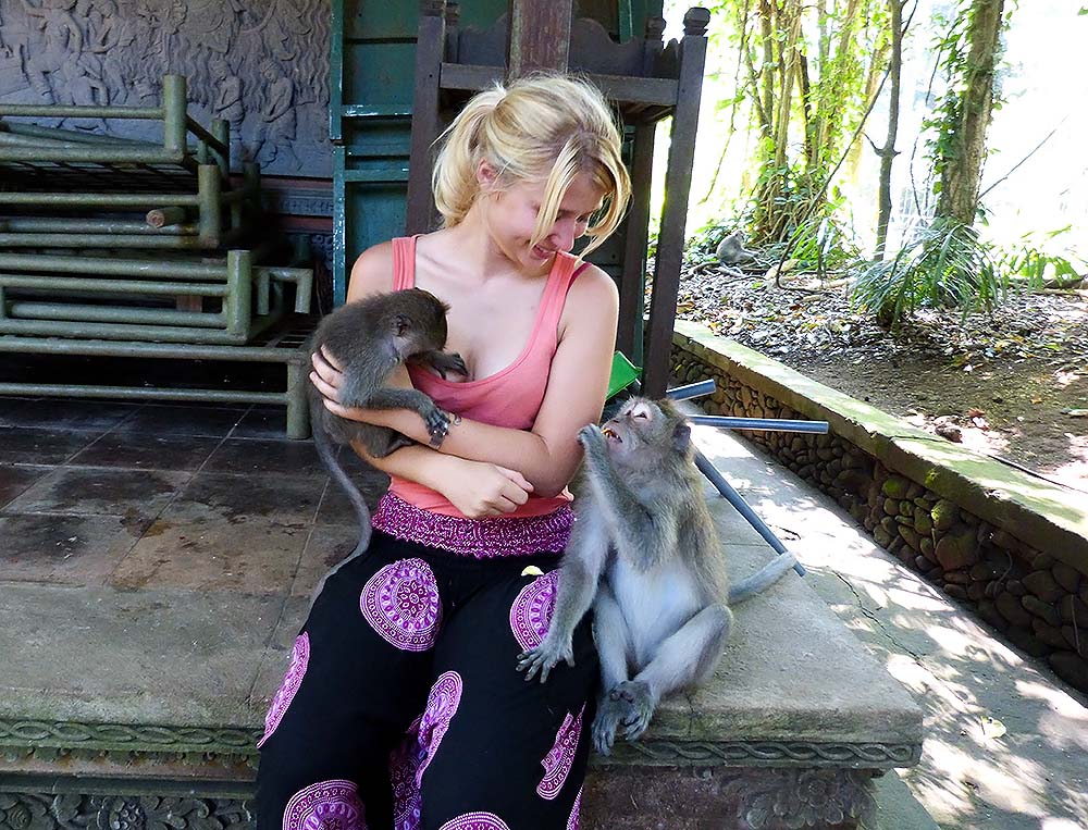 Bali monkeys are really very curious and cuddly