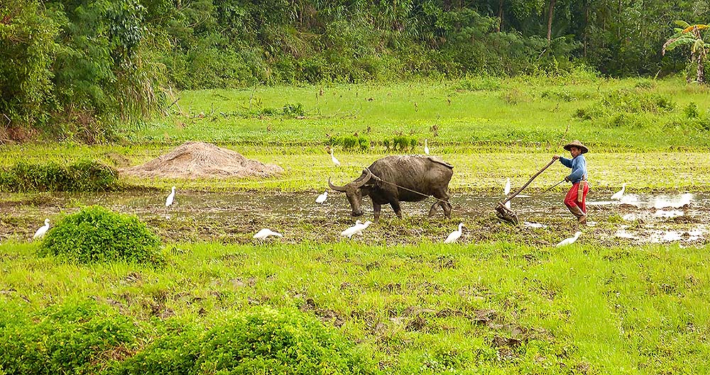 Working man on the rice field