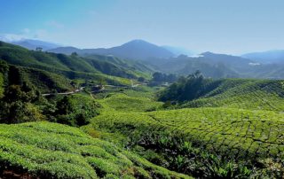 Cameron Highlands - tea plantations