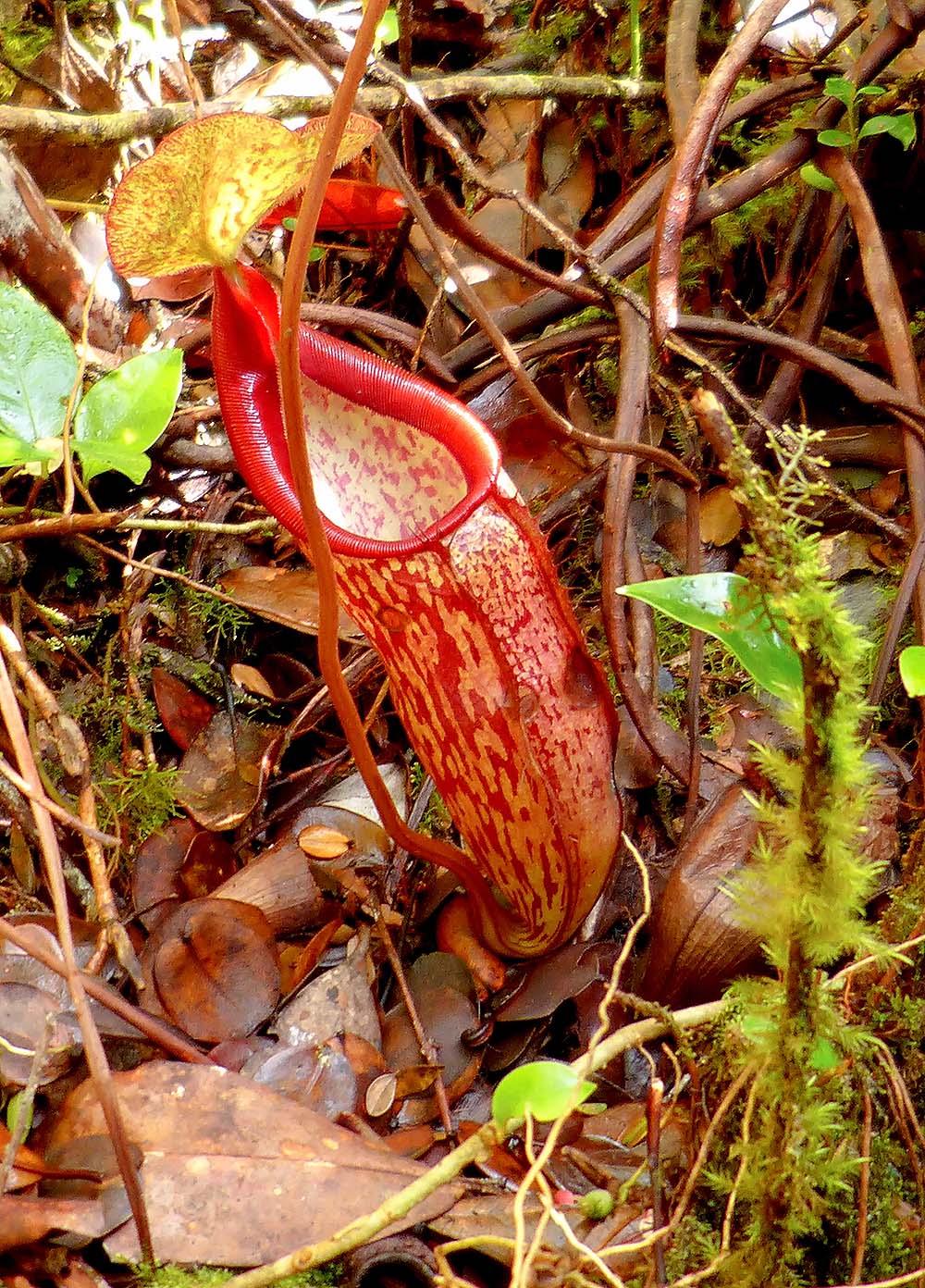 Carnivorous pitcher plant in moss forest