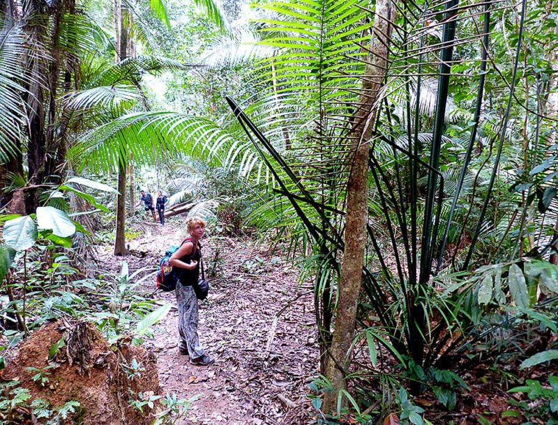 Malaysia - A Visit to a Tropical Rainforest Taman Negara - E&T Abroad