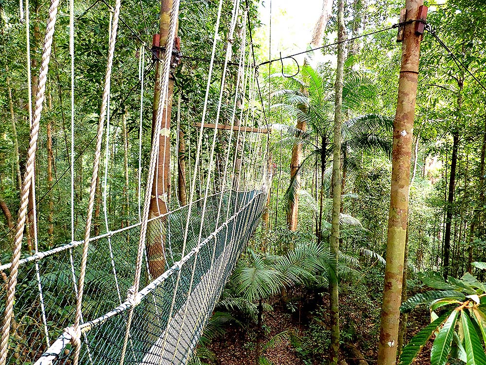 Malaysia A Visit To A Tropical Rainforest Taman Negara E T Abroad