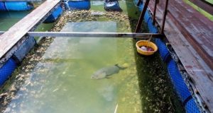 We were also looking at the fish pens