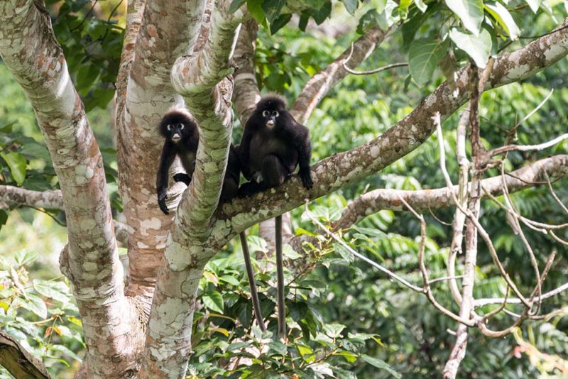 Malaysia – Wild bird watching on Langkawi with JungleWalla - E&T Abroad