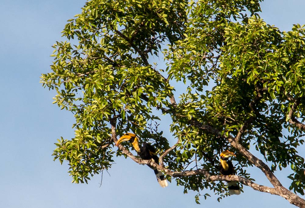 The Great hornbills on the tree