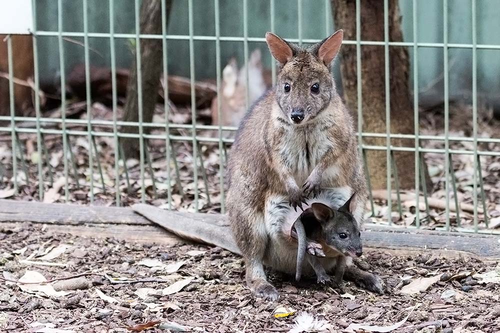 Small kangaroo with a baby in the pouch