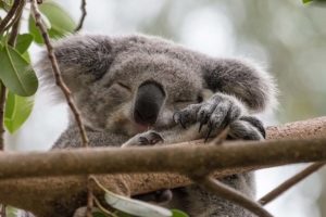 Sleeping Koala