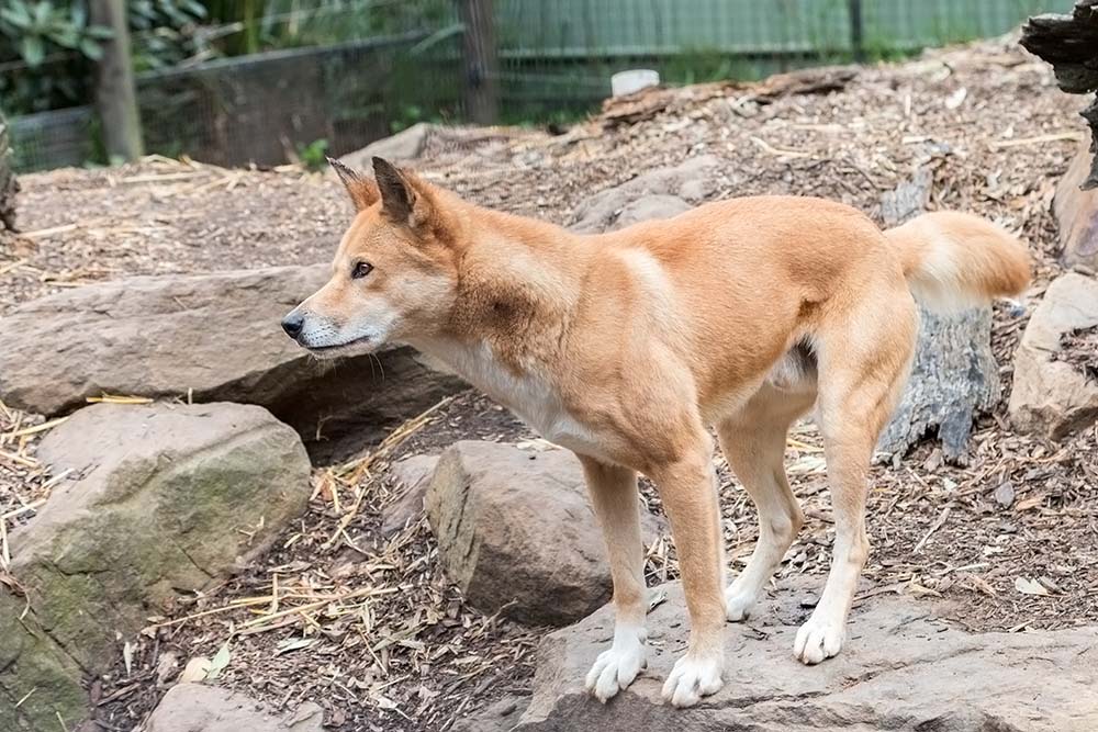 Dingo waits for feeding