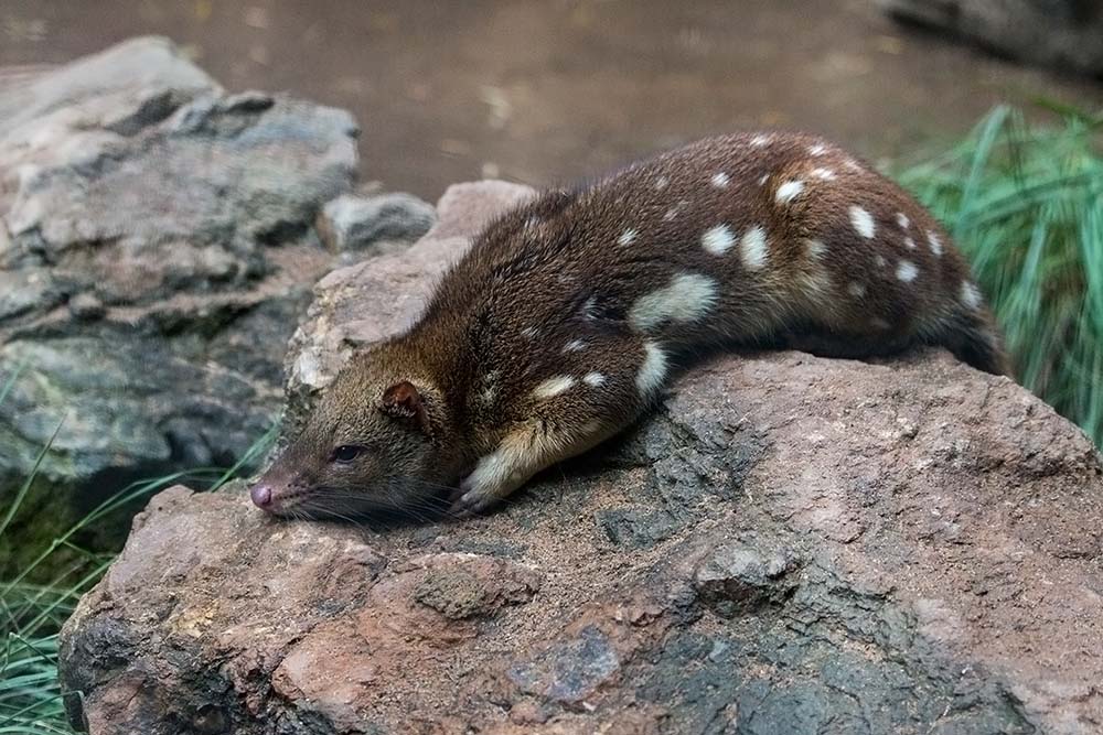 Rare Eastern Quoll