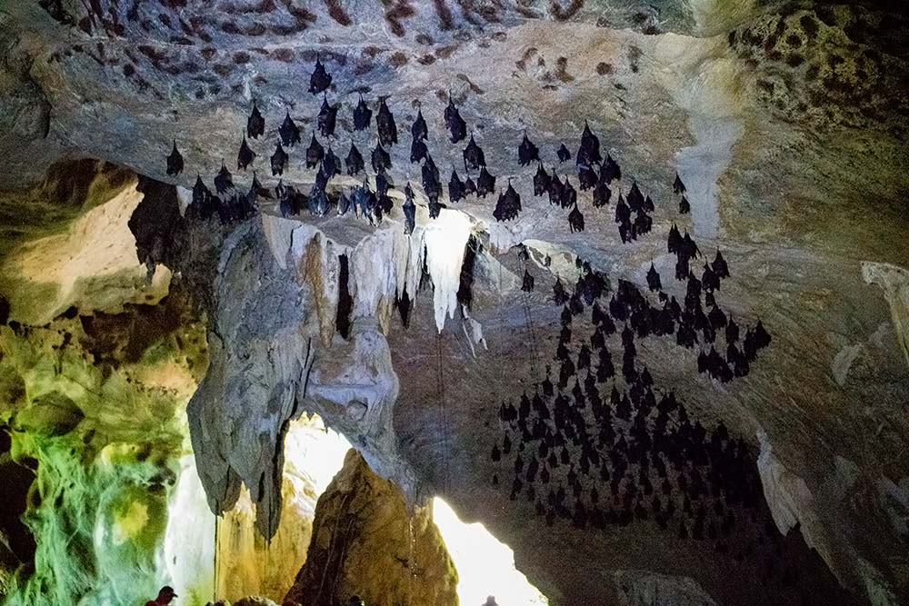 Cave with bats