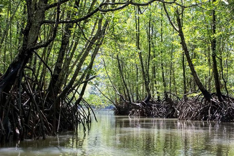 Langkawi Mangrove Kayaking with Dev´s Adventure Tours - E&T Abroad