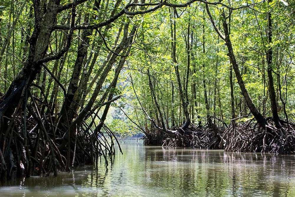 The mangrove forest has an amazing atmosphere