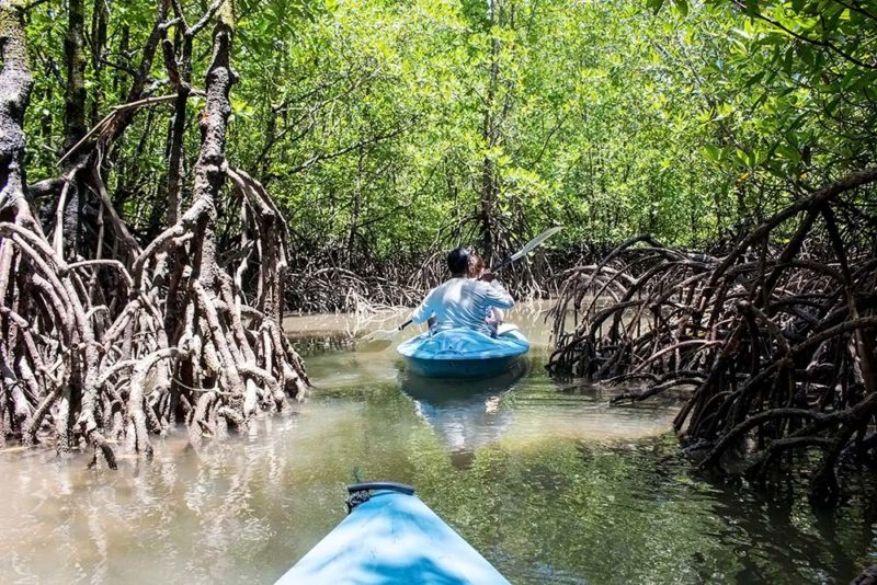 Langkawi Mangrove Kayaking With Dev´s Adventure Tours - E&T Abroad