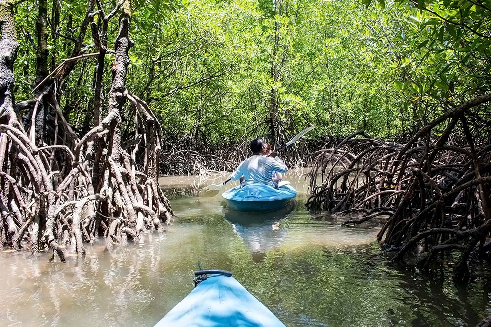 Kayaking in mangrove forest