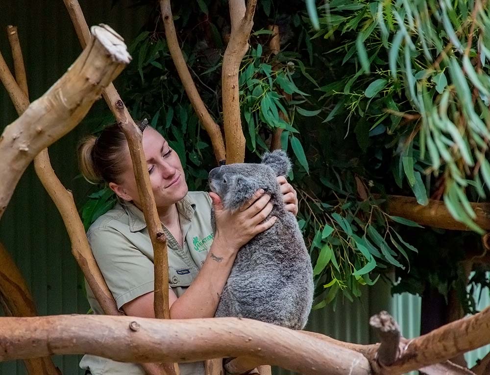 Zoo keeper cuddling Koala
