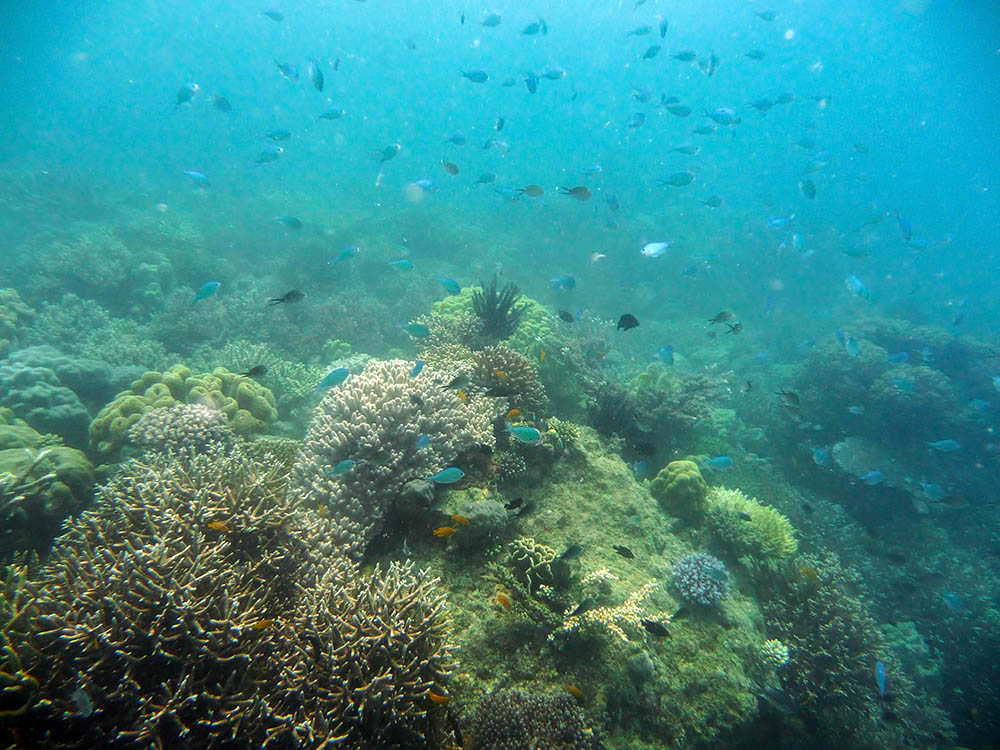 Bali has a beautiful underwater life