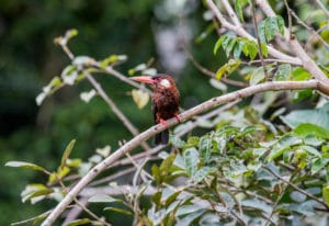 Jacamar bird – as symbol Jacamar Lodge Expedition