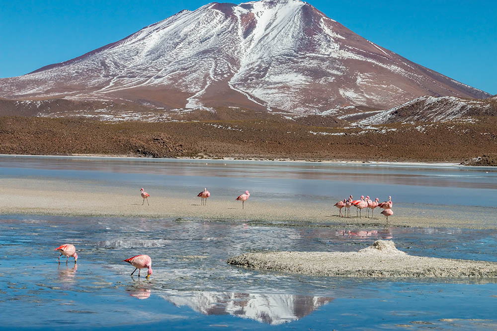 Laguna Hedionda with Flamingos in Bolivia